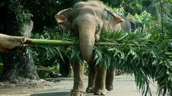 Elephant HD Wallpaper High Quality