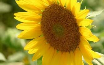Beautiful Sunflower Wallpaper High Quality