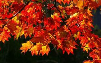 Autumn Wallpaper