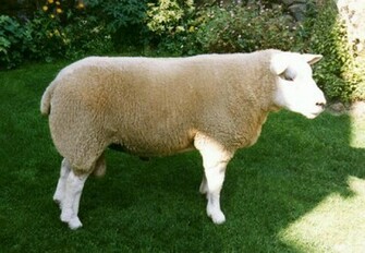 Texel Sheep Widescreen Wallpaper Hivewallpaper