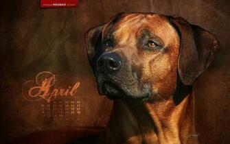 Best Rhodesian Ridgeback Wallpaper