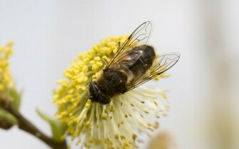 Where Is Wallpaper Bee