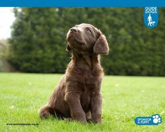 Sponsor A Puppy Playzone Wallpaper Chocolate