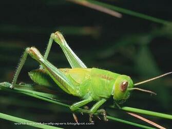 Beautiful Wallpaper Grasshoppers