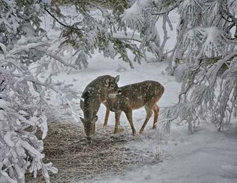 Beautiful Wallpaper Deer