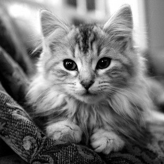 Cute Cat Wallpaper HD For Mobile