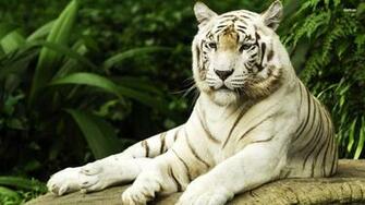 White Tiger Wallpaper HD