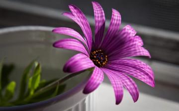 HD 3d Wallpaper Cool Amazing Natural Purple Flower