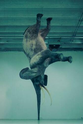 Elephant Trick iPhone Wallpaper HD