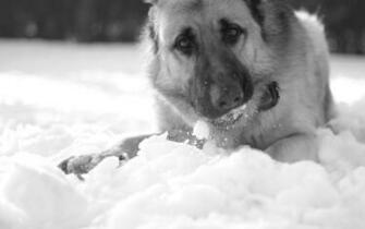 Black White Snow Of German Shepherd Wallpaper IwallHD