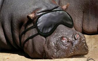 Cute Hippo Wallpaper Image Pictures Becuo