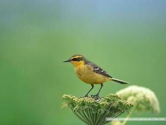 Bird Photography Vol Birds Variety Wallpaper On Branches