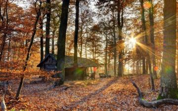 Landscape Nature Tree Forest Woods Autumn Rustic Cabin Wallpaper