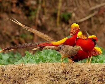 Birds Wallpaper HD Desktop Background