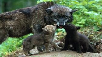 Baby Wolf Wallpaper