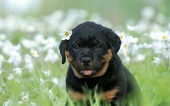 Rottweiler Wallpaper