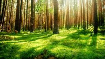 Forest Background Wallpaper