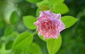 Wallpaper Rose Bud Macro Flowers