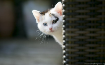 Cute Cats Wallpaper