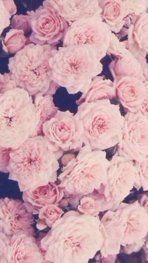 Pink Roses iPhone Wallpaper More