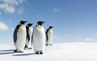 Emperor Penguin HD Wallpaper Background Image