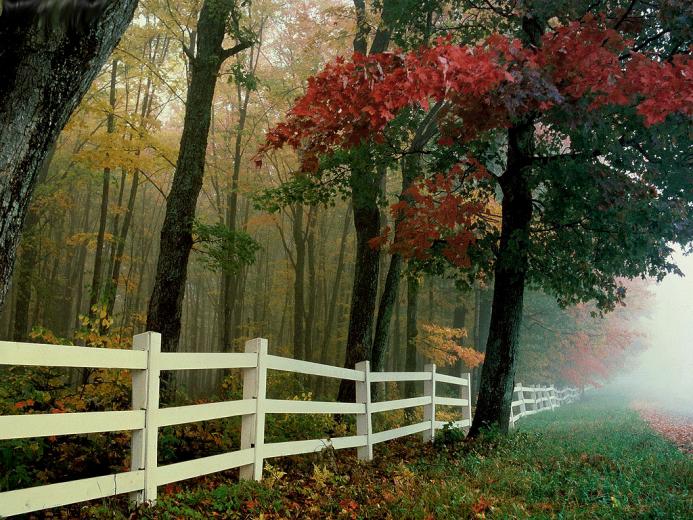 Autumn Wallpaper Nature