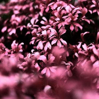 Pink iPad Pro Flowers Wallpaper