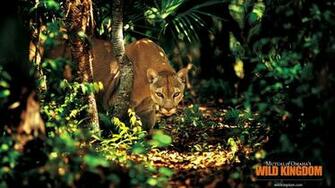 Cougar Wallpaper 10wallpaper