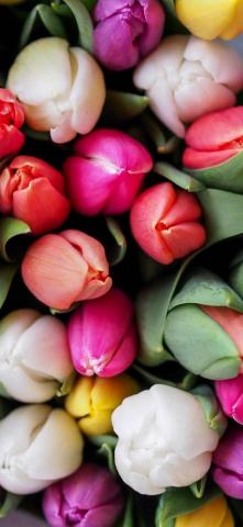 Flower Wallpaper HD For Phone Tulips iPhone