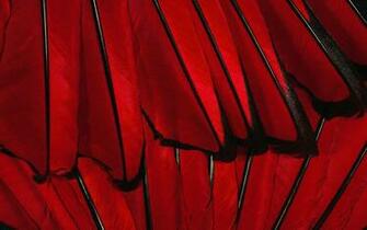 Feathers Wallpaper
