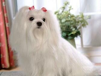 Maltese Dogs Wallpaper