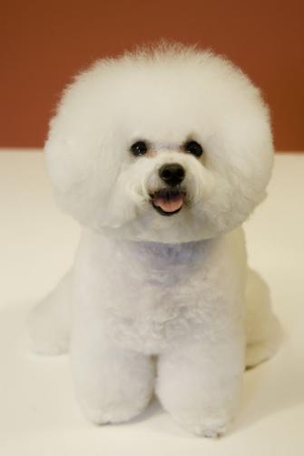 File Bichon Frise Red Background Jpg