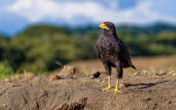Common Black Hawk Audubon Field Guide