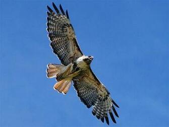 Red Tailed Hawk In Flight