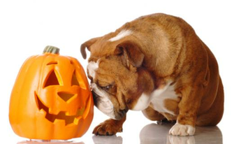 Halloween Photo And Wallpaper Beautiful Bulldog Pumpkin