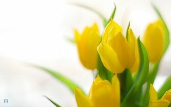 Awesome Desktop Wallpaper Archive Spring Flowers