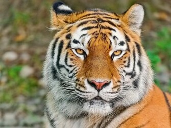 Tiger Face HD Wallpaper