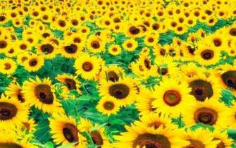 Fields Of Sunflowers Wallpaper