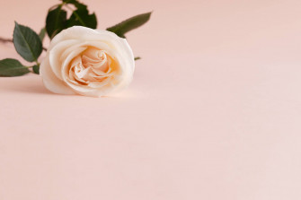 Top Pastel Pink Color Wallpaper Full HD 4k To Use