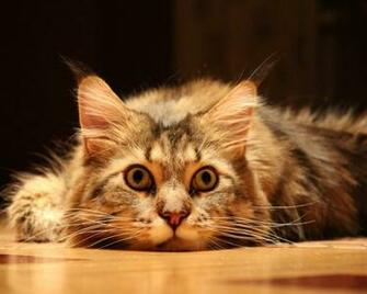 Cute Funny Cat Desktop Pc And Mac Wallpaper