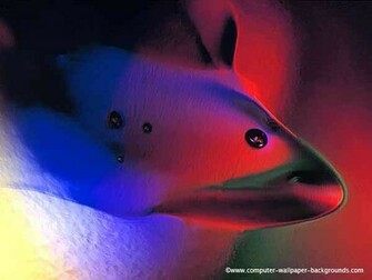 Red Fish Abstract Background Wallpaper