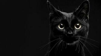 Lucky Black Cat Wallpaper Hq Desktop