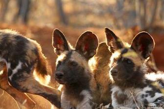 African Wild Dog Pups Wallpaper Pixshark