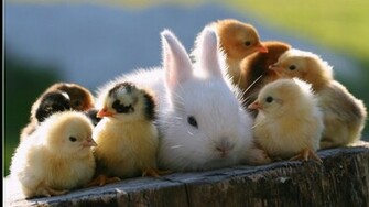 Cute Baby Animal Wallpaper