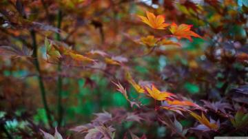 Late Summer Foliage Ultra HD Desktop Background Wallpaper For