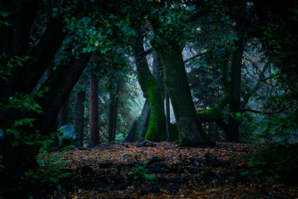 Dark Green Forest Wallpaper