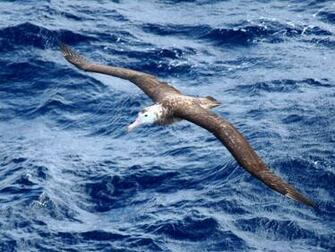 Albatross HD Wallpaper Background Image