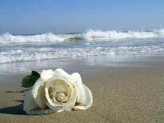 Flowers For Flower Lovers Sceneries Wallpaper