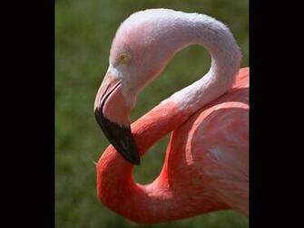 Pink Flamingo