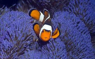 Clown Fish Wallpaper HD Early